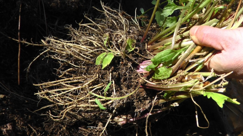 A Man Holds a Small Bunch of Valerian Root