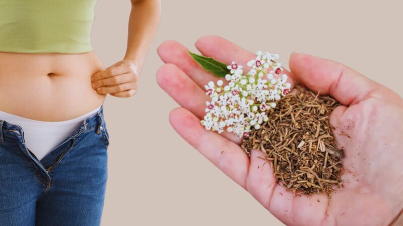 Valerian Root Effect on Weight