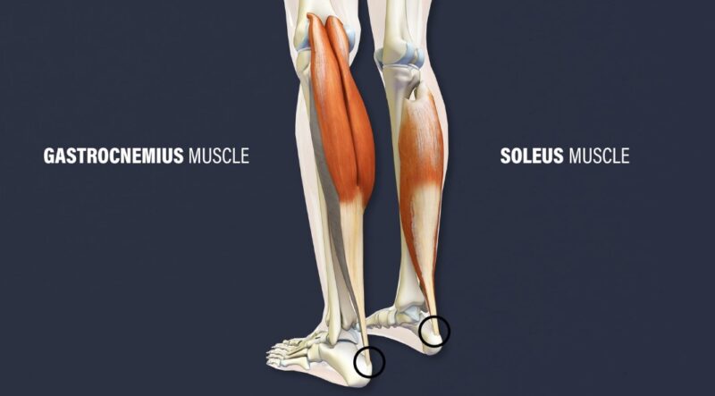 A diagram showing muscles of the leg