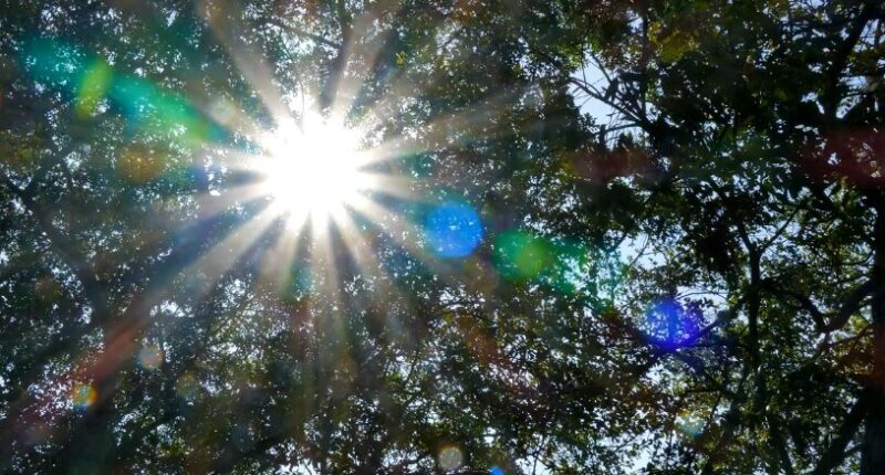 Sunlight filters through a dense canopy of trees