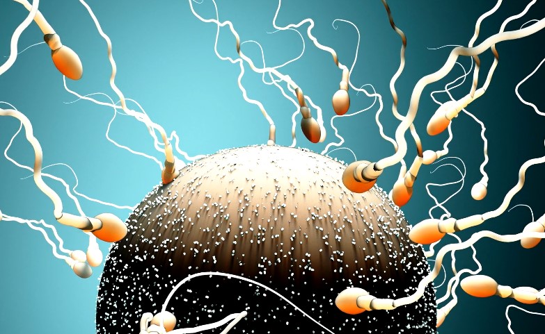 A microscopic view of sperm cells actively pursuing a single egg