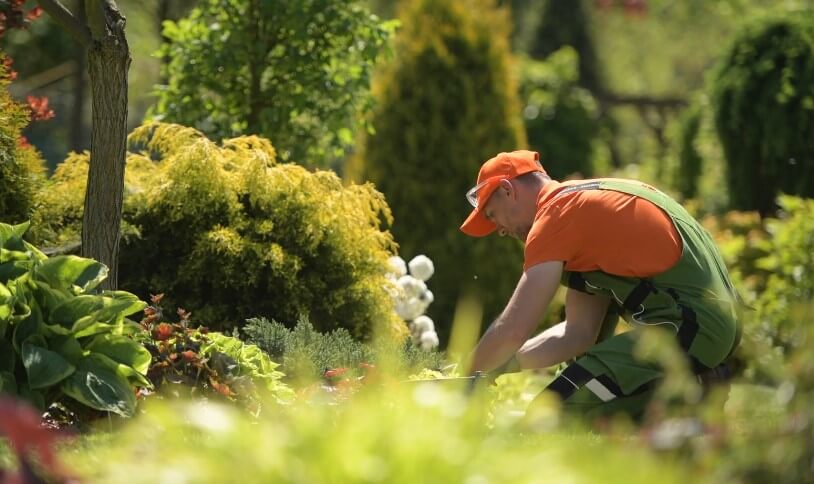 A dedicated landscaper tends to a vibrant garden bed