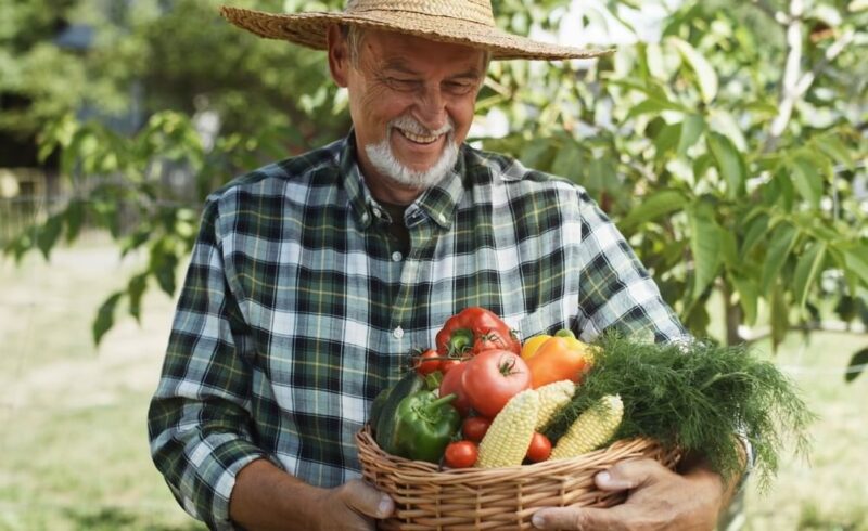A senior gardener holds a basket overflowing with fresh produce